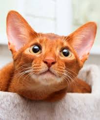 There is always an abyssinian cat for sale. Abyssinian Cats Abylife Cattery Yandex Maps