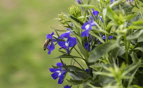 Balkonblumen Richtig Einpflanzen Balkon Blumen Balkon Pflanzen Pflanzen