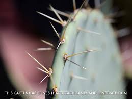 An adaptation is a trait in a living organism that helps it to survive, populate certain kinds of cactus have fruit that are a popular source of food. Mary C By Mr Seufert