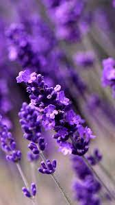Lavender Flowers Awesome Collection Of Flower Iphone Wallpapers Tap To See Mobi Flower Iphone Wallpaper Purple Flowers Wallpaper Flower Background Iphone