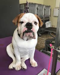 We built a strong network of dog breeders here and continue to offer quality services throughout the state. The Victorian Bulldog Solving One Breed S Failing Health Animalso