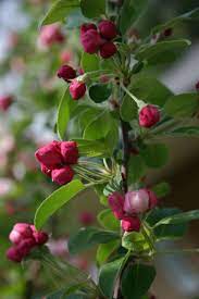 Malas Everest Crab Apple Flower Buds Pink Opening To White Apple Flowers Flower Bud Garden Projects