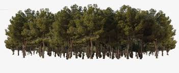 Forest Png Clipart Forest Forest Clipart Real Trees Free Png Download Thousands of new forest png image resources are added every day. forest png clipart forest forest