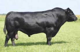 However what the disney establishment isn't telling you is the goofy is really a cow. Raca Angus Beef Cattle Animals Large Animals
