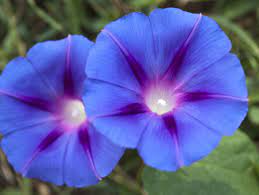 Morning Glories Morning Glory Morning Glory Vine Beautiful Flowers
