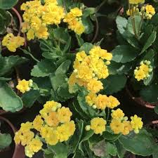 Kalanchoe Blossfeldiana Queen Lindsay Con Imagenes Suculentas
