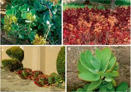 Image result for Kalanchoe lateritia