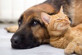 Today, they are one of the most popular dogs in america. Do German Shepherds Get Along With Cats Embora Pets