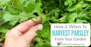Check spelling or type a new query. How To Harvest Parsley With Pictures