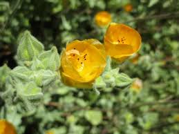 Image result for Abutilon rehmannii