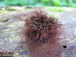 Image result for Stemonitis splendens