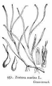 Image result for Zosteraceae