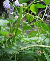 Image result for Macrotyloma tenuiflorum