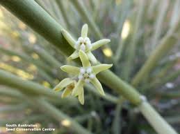 Image result for Cynanchum viminale