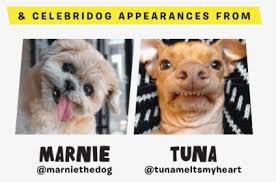 The pet's name and designs appear on both sides. Dog Doggo Meme Crocs Chihuahua Funny Perro Lomito Dog With Croc On Head Hd Png Download Transparent Png Image Pngitem