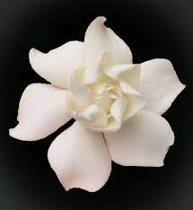 Pin On Flowers