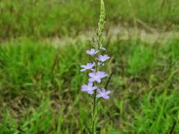 Image result for Buchnera