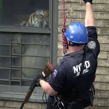Grab weapons to do others in and supplies to bolster your chances of survival. Ming Of Harlem Yes A 425 Pound Tiger Lived In An N Y C Apartment The New York Times