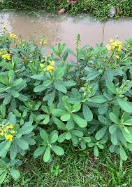 Image result for Crotalaria quarrei