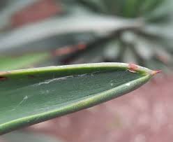 Image result for Beschorneria sp. (Biegel 5357)