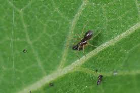 Image result for Disperis sp. nov. aff. macowanii