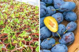 8 Fruit Trees You Can Grow From The Seeds And Pits Of Your Own Fruit Arbre Fruitier Fruitier Avocatier