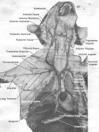 Properly clean your dissecting tools, tray, work area and sink as well as prepare your cat for storage. Untitled Document Cat Anatomy Animal Science Human Circulatory System