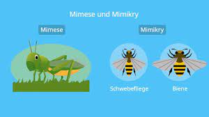 Mimikry is a swedish punk rock band established by singer hjalmar hjalle östman and drummer jonas heavy stentäpp both coming from the ga. Mimikry Und Mimese Tarnung Druch Nachahmung Mit Video