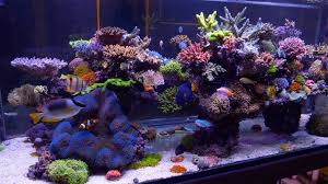 How to make a coral aquarium. The Best Reef In Australia Evan Luo S Glorious Sps Aquarium Youtube