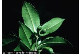 Image result for Cassipourea