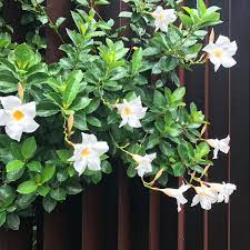 Mandevilla Boliviensis Is Known As The White Dipladenia Looking Radiant As It Pops Through Our Corten Steel Scre Summer Plants Plant Combinations Corten Steel