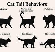 9 Common Cat Behaviors Explained