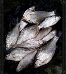 Seperti namanya, ikan mas ini memiliki warna oranye keemasan. Ikan Wader Ijo Adalah
