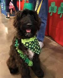 We did not find results for: Doodle Rescues In Texas Top 6 Picks 2021 We Love Doodles