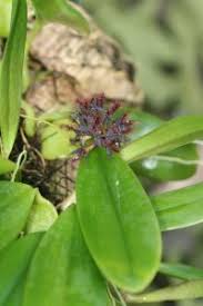 Image result for Bulbophyllum saltatorium