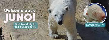 The toronto zoo says the lone surviving polar bear cub of three born last month is making progress a month after being removed from his mother. Toronto Zoo Media Room