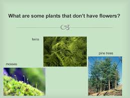 Non flowering plants names and pictures. Non Flowering Plants Foss Diversity Of Life Ppt Download