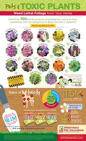 Check spelling or type a new query. 110 Plants Poisonous To Pets Ideas Plants Pet Poison Pets