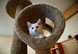 Of phylogenetic tree models, and. New Kennett Cat Cafe Opens Today