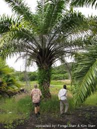 Image result for Elaeis