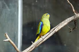 Image result for Monotes elegans