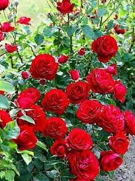 Share the best gifs now >>> Beautiful Flowers Good Evening I Love Beautiful Flowers Facebook