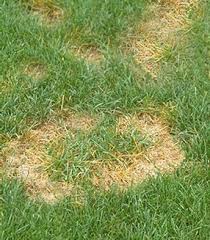 Summer Lawn Diseases