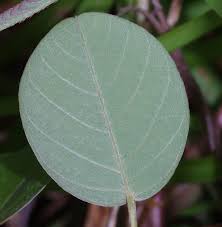 Image result for Grona heterocarpos