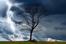 Av de utilitaristiska samlingarna, är medicinalväxter mest betydelsefulla. Tradet Storm Sky Gratis Foto Pa Pixabay