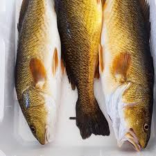 Solo per il salmone fresco, per ragioni organizzative, è previsto un prezzo per il pesce intero ed un prezzo per il filetto. Oyster Oasis L Ombrina Rossa Del Gargano E La New Entry Tra I Nostri Prodotti Viene Allevata Alle Pendici Del Gargano In Puglia Ed E Un Pesce Eccezionale Di Grande Stazza Rosso