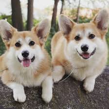 I'm so proud of my little monster and all of my friends who showed up and  killed it last weekend! Without further ado, introducing the Novice Club  ™️🙋‍♀️😏🥰 @hi.im.mateo.thetricolor and owner handler @