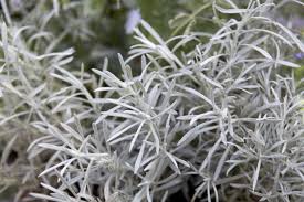 Image result for Helichrysum kirkii