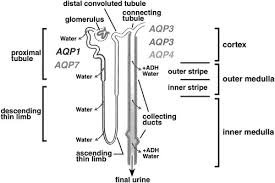 Movement of water through a selective membrane can generate osmotic 5 charged ion (anion). Transport Of Small Molecules Across Cell Membranes Water Channels And Urea Transporters Advances In Physiology Education