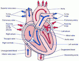 Heart Flow Chart Diagram Showing Blood Flow Of Human Heart